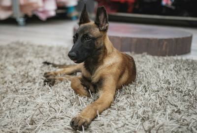 Un chien poignardé neuf fois