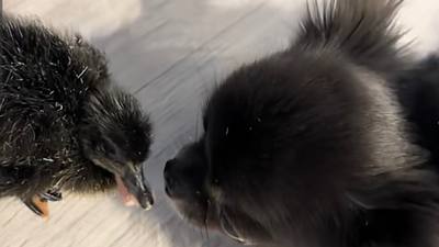 Un chihuahua solitaire trouve son âme sœur chez un canard