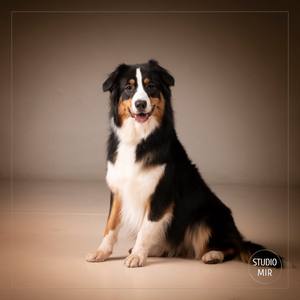 Shooting photo canin