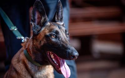 Un homme poursuivi pour actes de cruauté après avoir poignardé un chien malinois