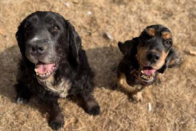 « La négligence reste une maltraitance ! » : des chiens en détresse sauvés par le refuge de Buigny