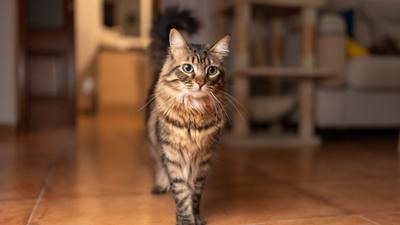 Conseils vétérinaires pour hydrater chiens et chats en canicule