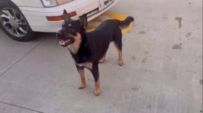 Chien errant sauvé après avoir quémandé sa nourriture