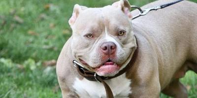 Mordu par un chien et menacé par arme lors d'une bagarre en Dordogne