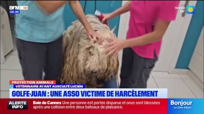 Golfe-Juan: une association de protection animale victime de harcèlement par l'ex-maître d'un chien