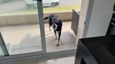Un chien attend son voisin