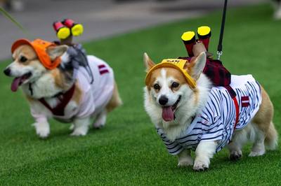 Course internationale de corgis