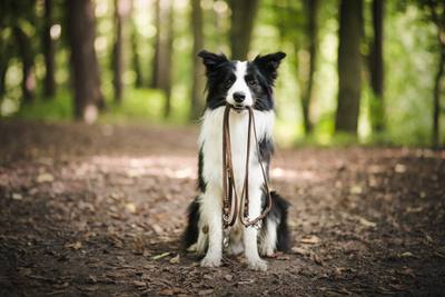 Bénédiction des chiens à Sarrebourg