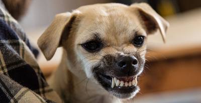 Morsure grave d'un chien sur un enfant de 2 ans au Vietnam