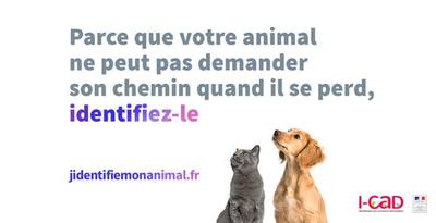 Comment détecter et soulager les animaux en canicule