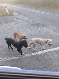 Attaque de chiens errants dans la Vienne
