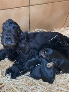 Cocker tué par un molosse en divagation à Épinal