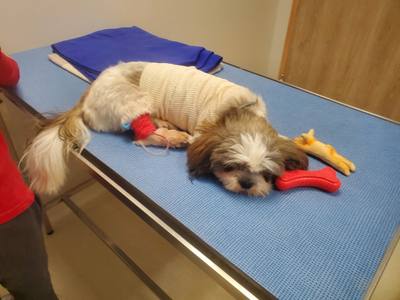 Juvisy : Son chien en tue un autre, il le tue à son tour
