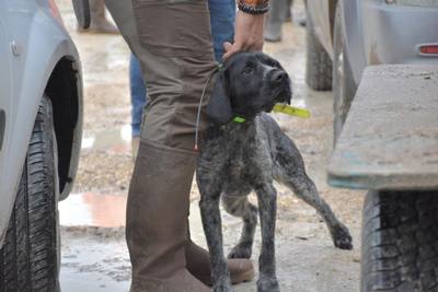 Elle veut récupérer son chien, il le poignarde neuf fois