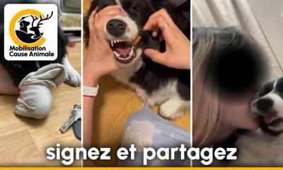 Justice pour ces chiens : enfermés dans la souffrance