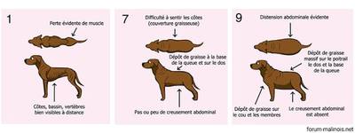 Le saut d'un chien maigre sauve d'autres animaux