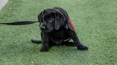 Éclipse solaire du 12 août : faut-il protéger les yeux de son chien ou chat ?