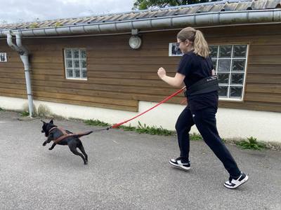 Dieppe : un chien saute du troisième étage, la SPA découvre d'autres animaux maltraités