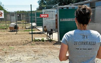 SPA de Cornouaille à Concarneau : deux chats et un chien cherchent une famille