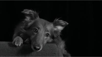 Alerte I-CAD : une campagne d'arnaques cible les propriétaires de chiens et de chats