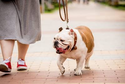 Races de chiens vulnérables à la chaleur