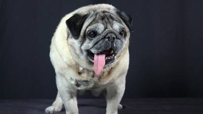 Abandonnée en Corée du Sud, cette femelle carlin de 6 ans décroche le titre de « chien le plus laid du monde »