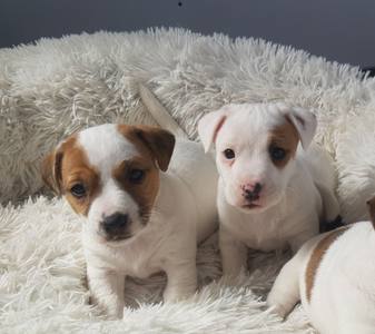 Un élevage familial de Jack Russell au cœur du Calaisis