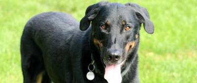 Vente de chiens en animalerie