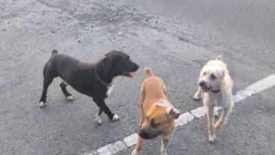 Attaque de trois chiens contre un cycliste