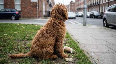 À Loudéac, des déjections animales sous un panneau de sensibilisation