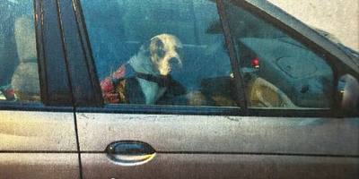 Alerte pour un chien bloqué 2h dans une voiture
