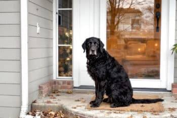 Adoption d'un chien via annonce en ligne