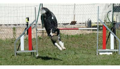 Concours d'agility pour chiens