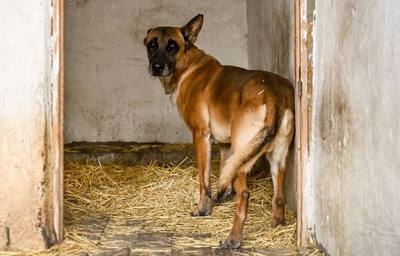 Malinois poignardé survivant à Metz