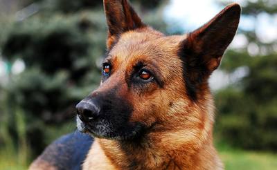 Protection contre les attaques de chiens