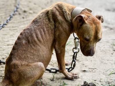 Maltraitance animale : enchaînés et affamés, 15 chiens vivent un véritable cauchemar