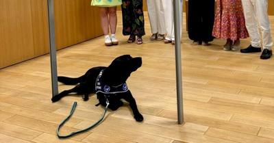 Mission quotidienne de la SPA pour les chats et chiens
