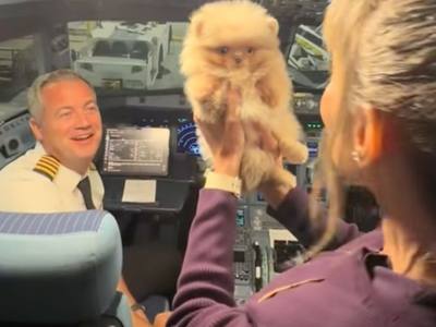 Un chiot voyage en avion pour la première fois