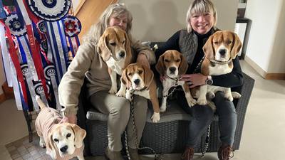 Élevage de beagles à Ruminghem