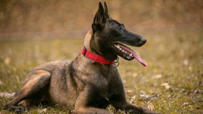 Moselle : un homme poursuivi pour cruauté après avoir poignardé à neuf reprises un chien malinois à Metz