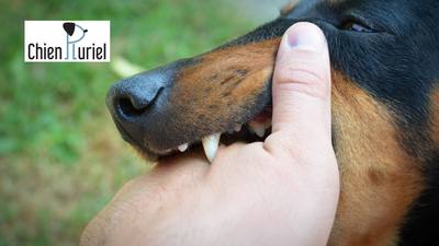 Morsure grave d'un chien sur un enfant