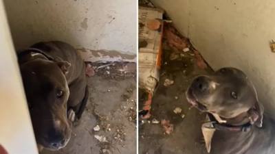 Nîmes : Pompiers sauvent un chien et un chat