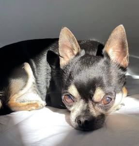 Poppy, le chien de Saint-Martin-Belle-Roche