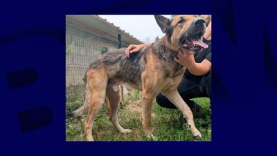Chien saute du 3ème étage