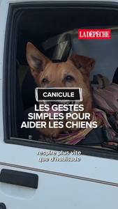 Témoignage d'une Tarnaise harcelée par des aboiements