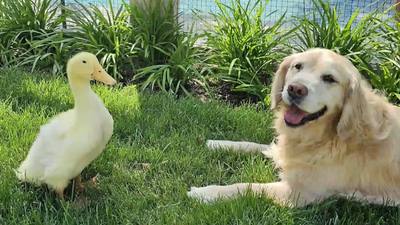 L'amitié improbable entre ce chien et ce canard fait fondre Internet
