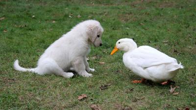 Une famille américaine adopte un canard pour soutenir son chien