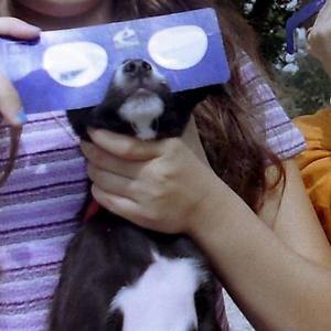 Éclipse solaire du 12 août : faut-il protéger nos animaux ?
