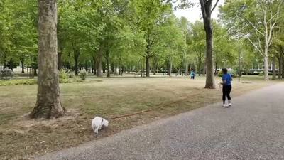 Aisne : à Saint-Quentin, attention à l'amende si la laisse de votre chien est trop longue