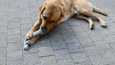 Face à la canicule, la Corée du Nord encourage la consommation de viande de chien
